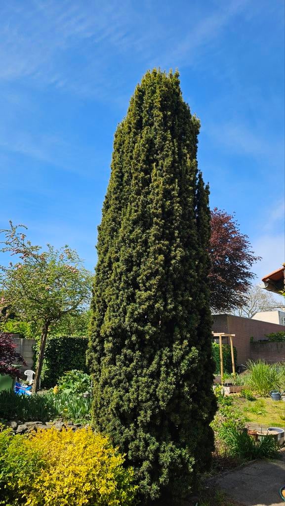 Ierse Taxus 4 meter, hoge slanke boom, Ophalen, Bloeit niet, Volle zon, Overige soorten