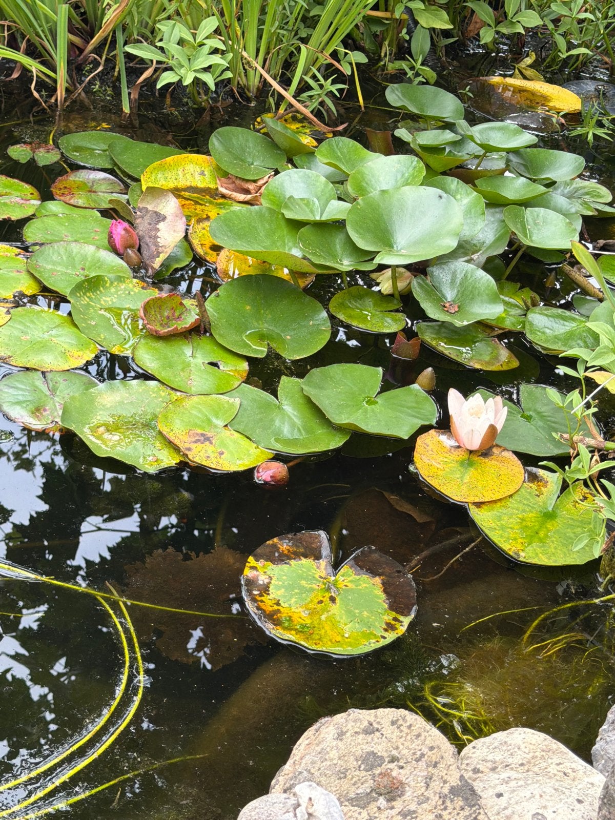 Twee mooie waterlelies, Tuin en Terras, Planten | Tuinplanten, Ophalen, Volle zon, Vaste plant, Zomer