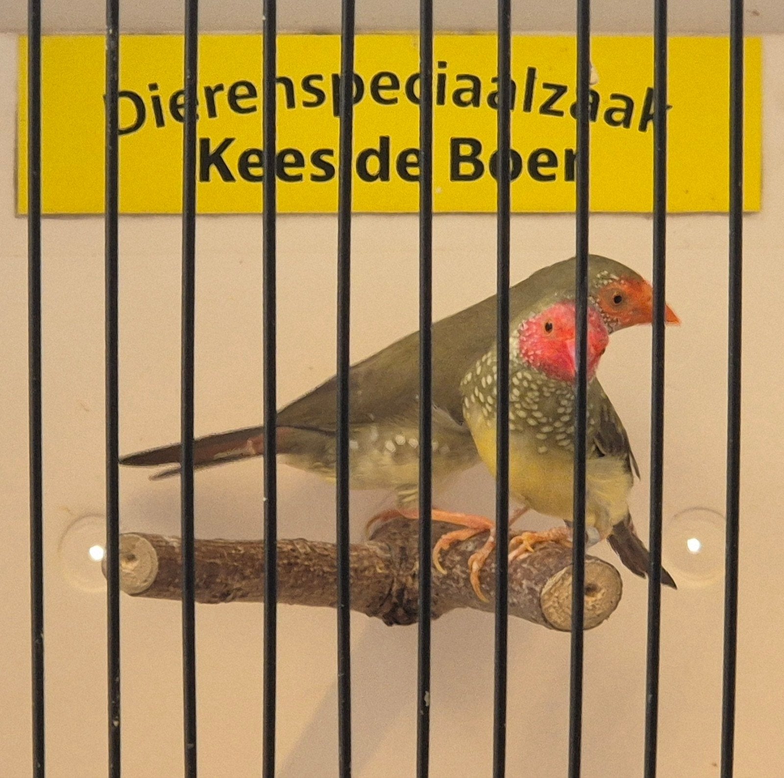 Koppel binsen astrilde, Meerdere dieren