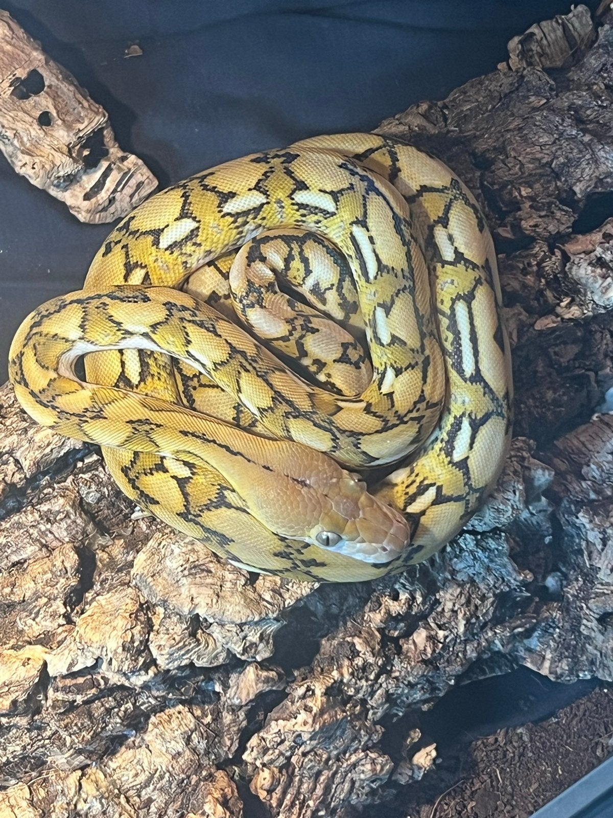 Superdwarf Reticulated Python (netpython) Reticulated Python - female for sale from Destan