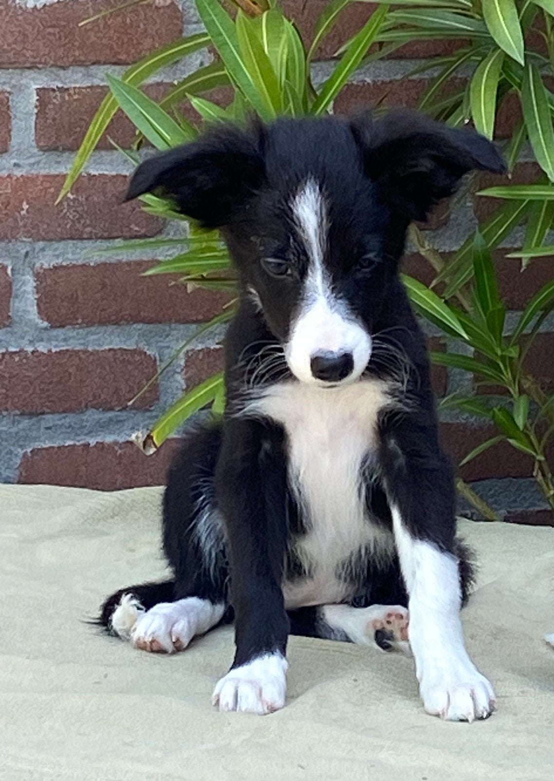 Hele vrolijke BORDER COLLIE x FRIESE STABIJ pups, Parvo, Nederland, 8 tot 15 weken, Meerdere