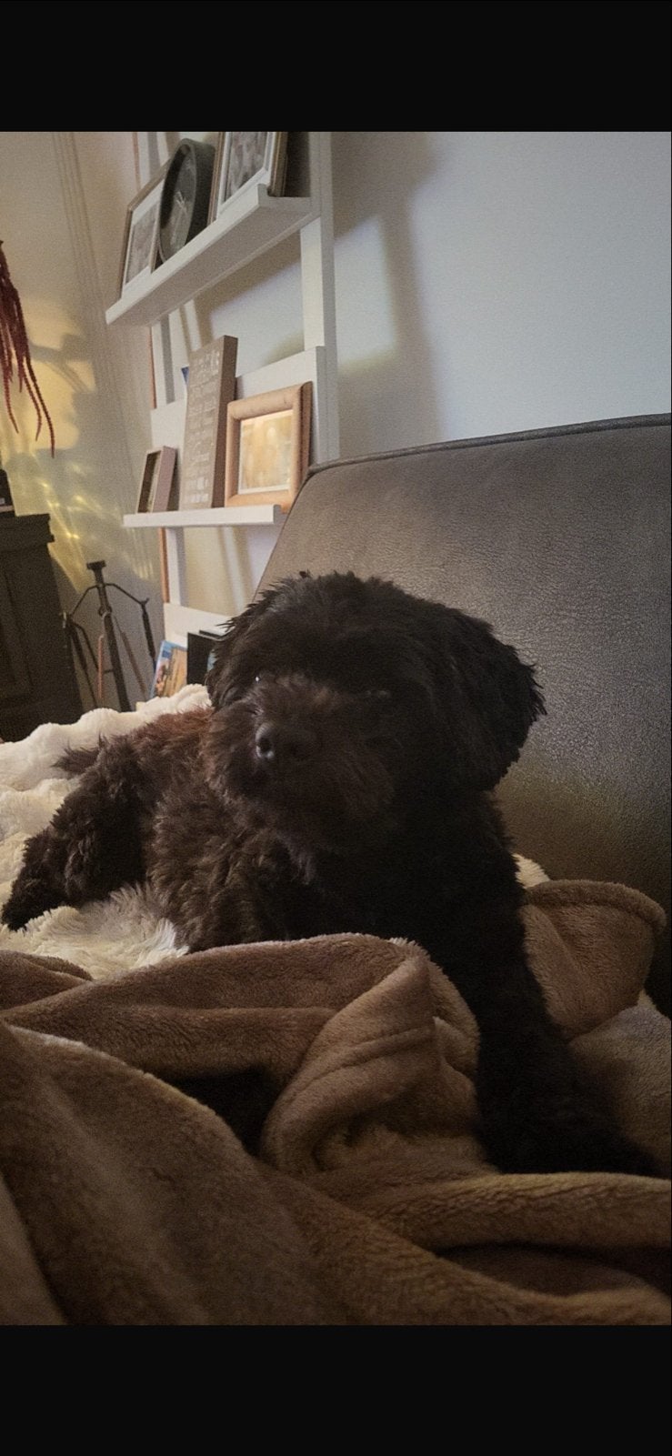 dekreu, Reu, 1 tot 2 jaar, Parvo, Eén hond