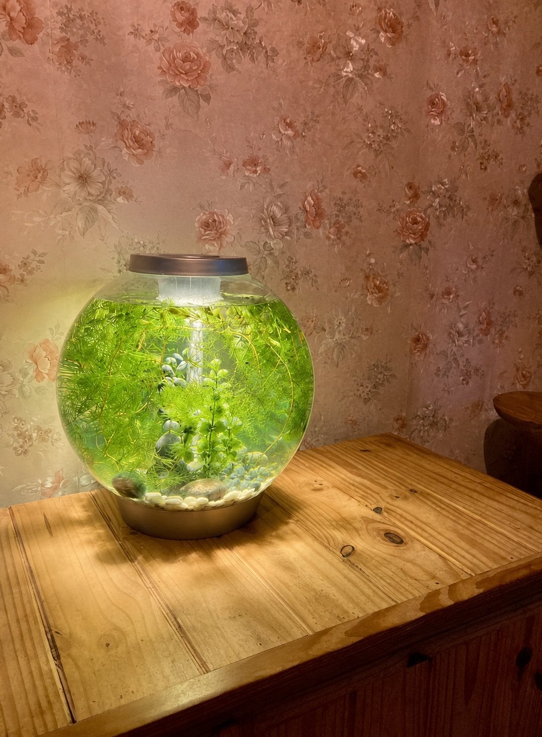 Biorb 30, Ophalen, Leeg aquarium