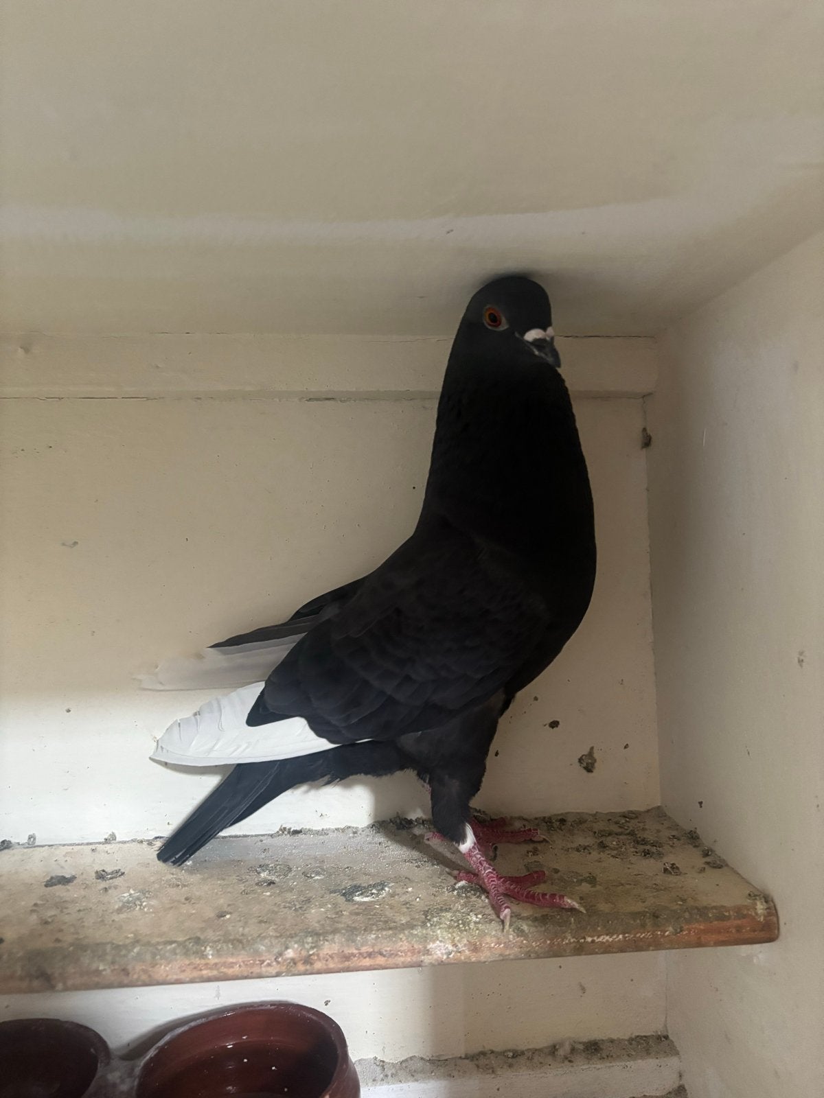 Halve post, Dieren en Toebehoren, Vogels | Duiven, Meerdere dieren, Postduif