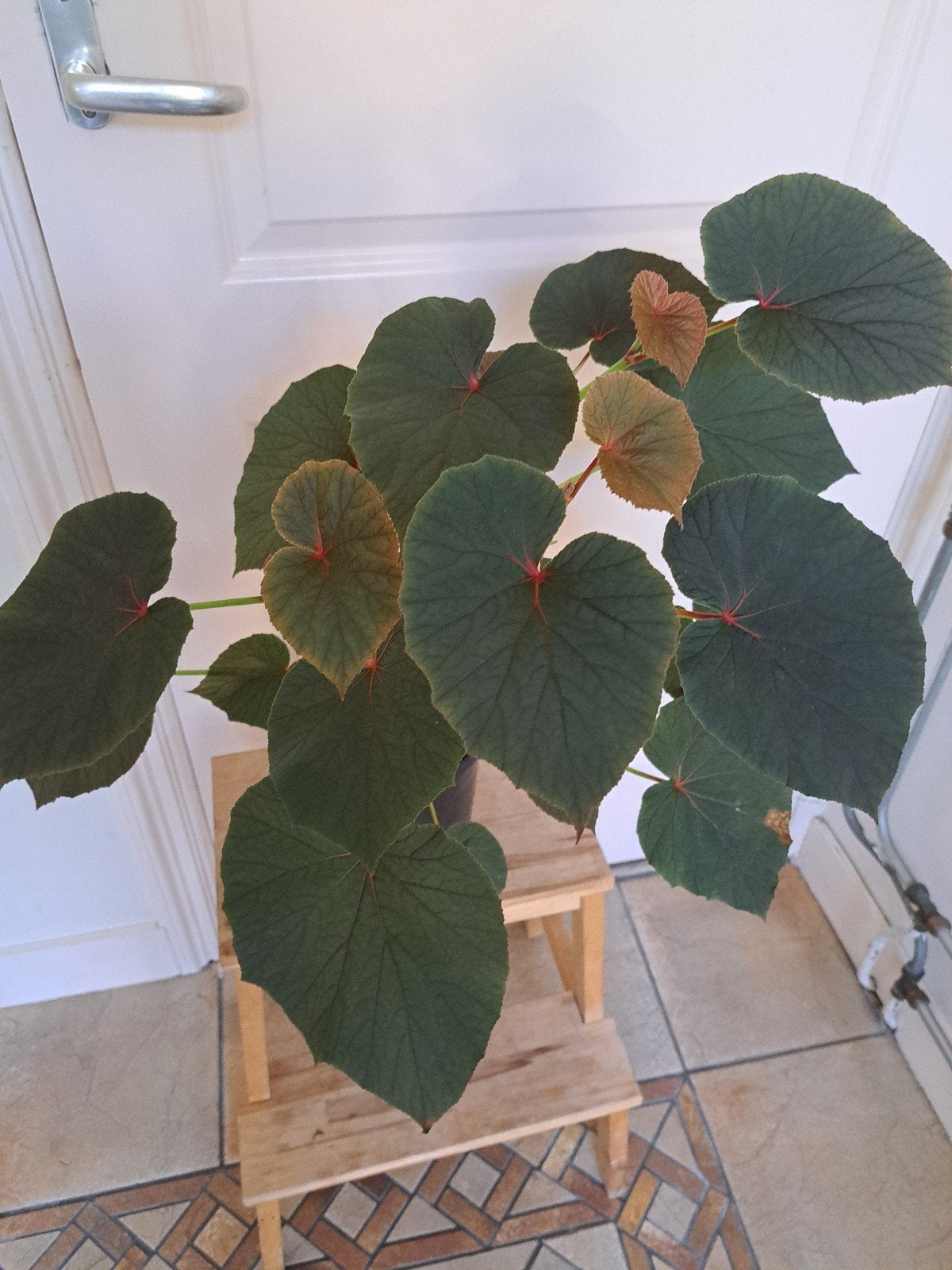 Volle begonia, Ophalen, Halfschaduw, Minder dan 100 cm