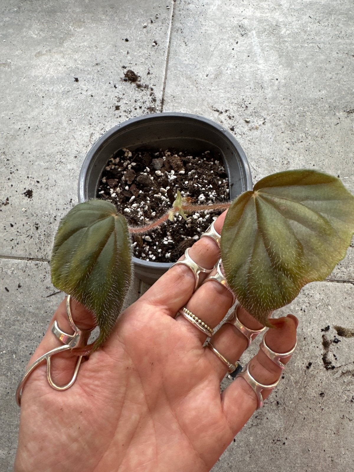 Begonia Oldemor - Jonge plant, Ophalen of Verzenden