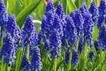 BIOLOGISCH ZAAD BLAUWE DRUIFJES, Ophalen of Verzenden, Gehele jaar, Halfschaduw, Zaad