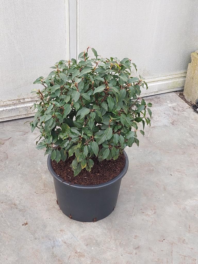 Portugese laurier bolvorm (prunus lus angustifolia), Vaste plant, Bloeit niet, Halfschaduw, Ophalen
