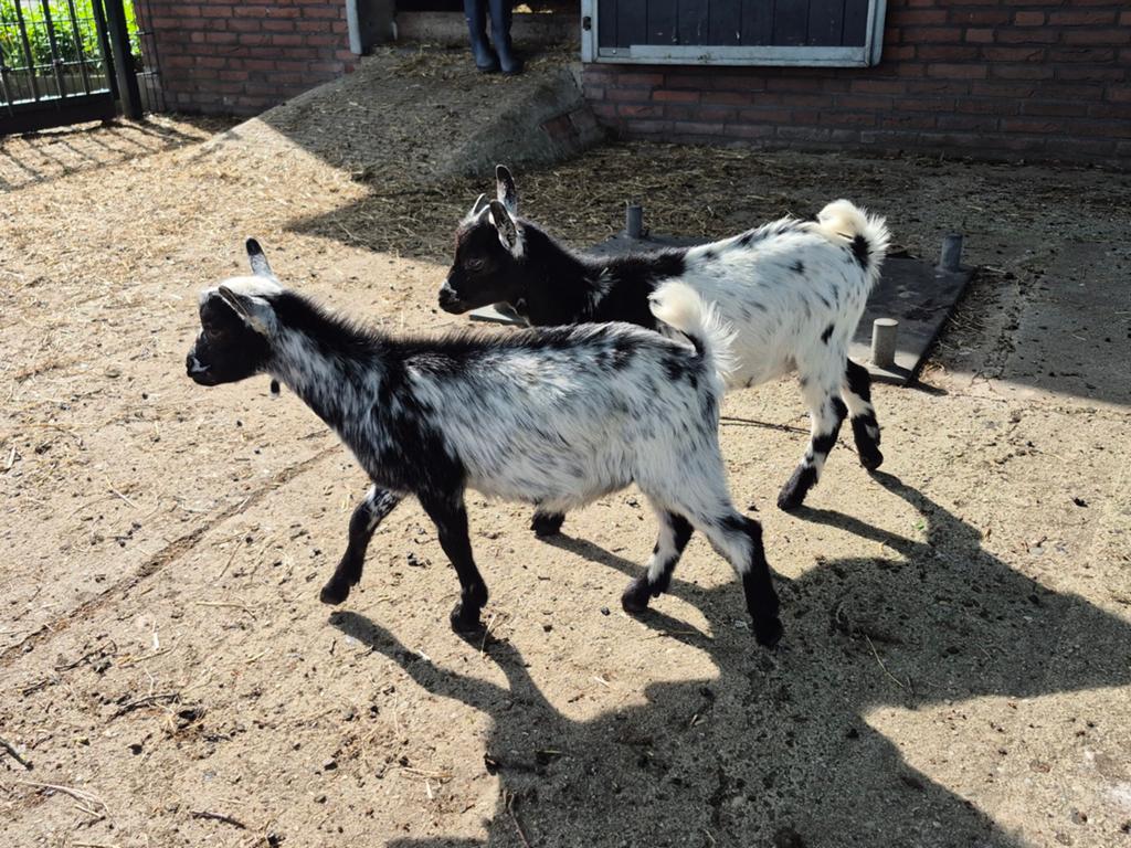 Dwerggeiten bok, Dieren en Toebehoren, Meerdere dieren