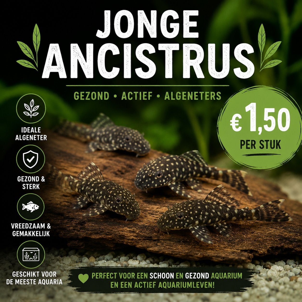 Jonge Ancistrus, Vis, Zoetwatervis