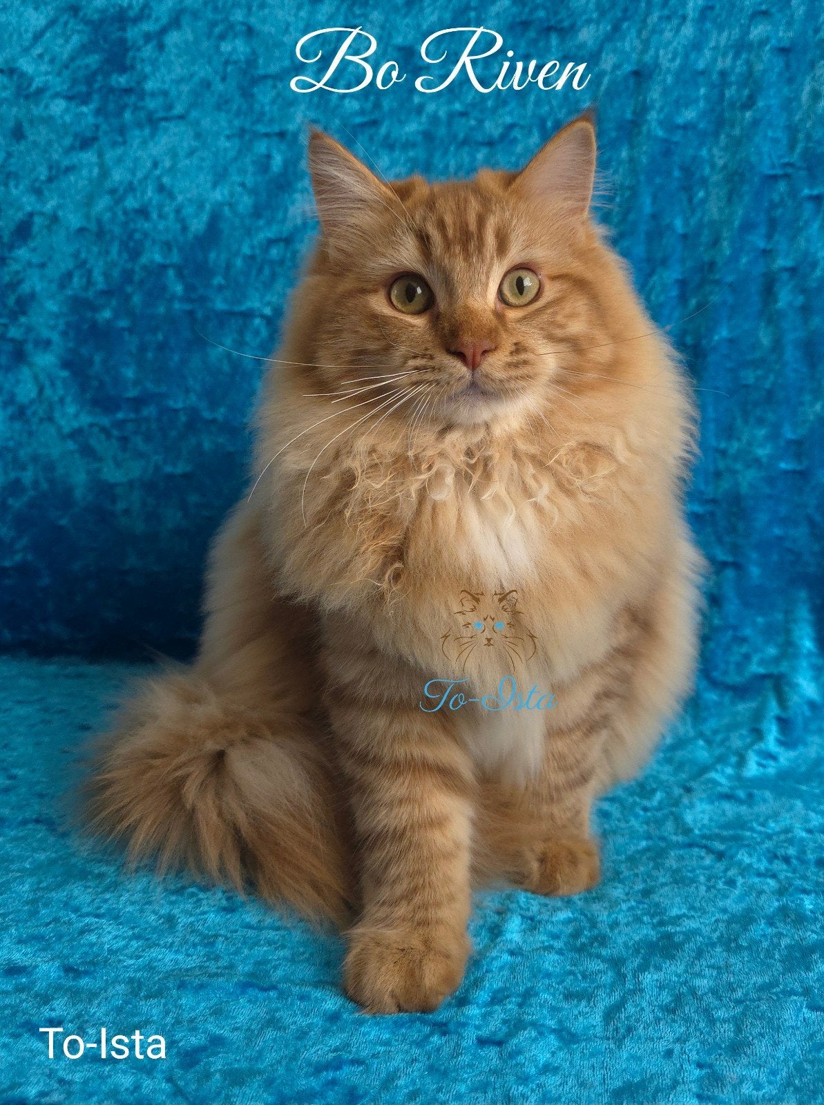 Ragdoll cinnamon tabby solid dekkater( niet te koop), 0 tot 2 jaar