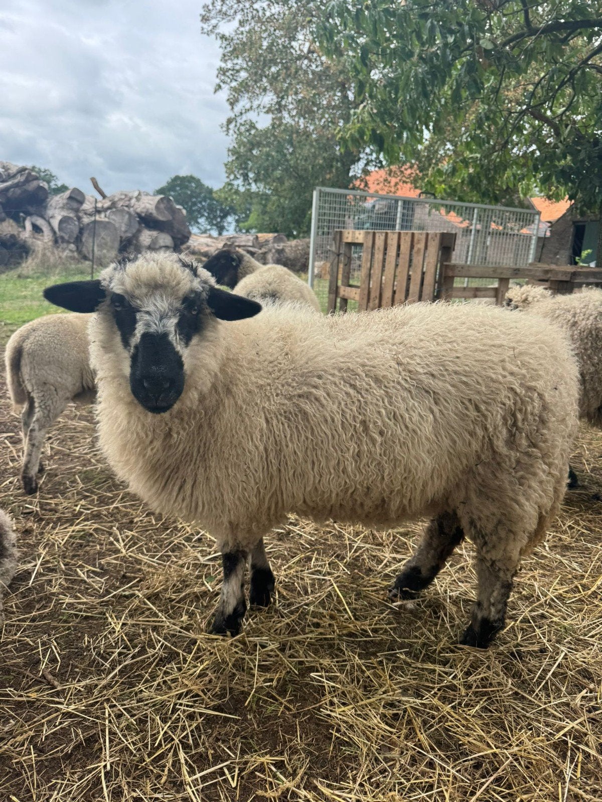 Kruising walliser ooitjes, Dieren en Toebehoren, Vrouwelijk, Schaap