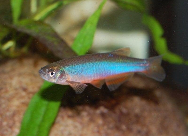 Blauwe danio, Kreeft, Krab of Garnaal