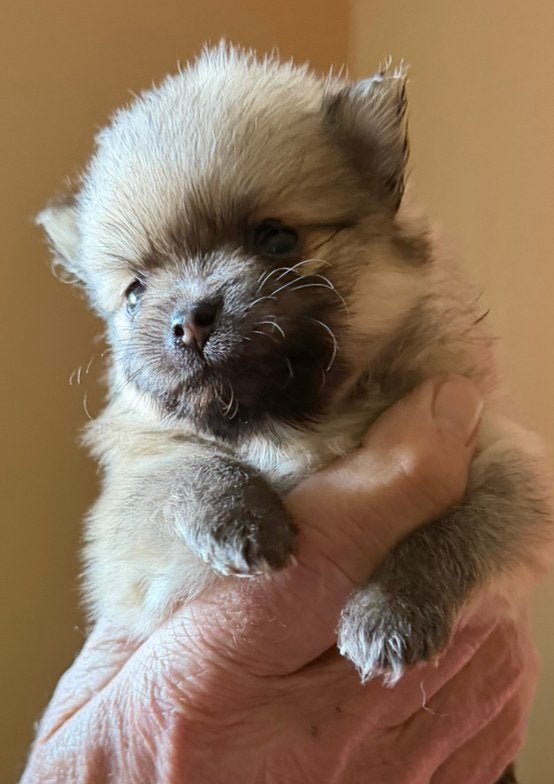 Prachtige pommeriaan pups, Keeshond, 8 tot 15 weken, Teef, Eén hond