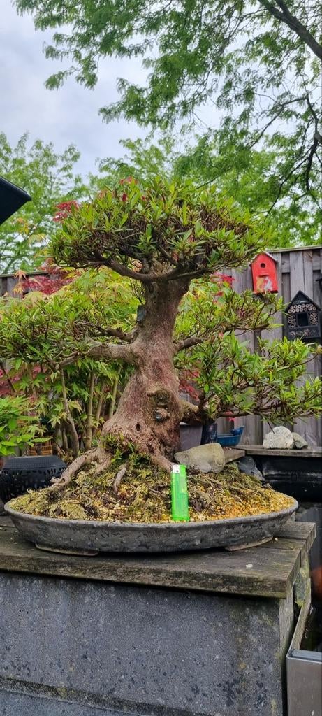 Bonsai Satsuki azalea Korin, Halfschaduw, Overige soorten, Lente, Minder dan 100 cm