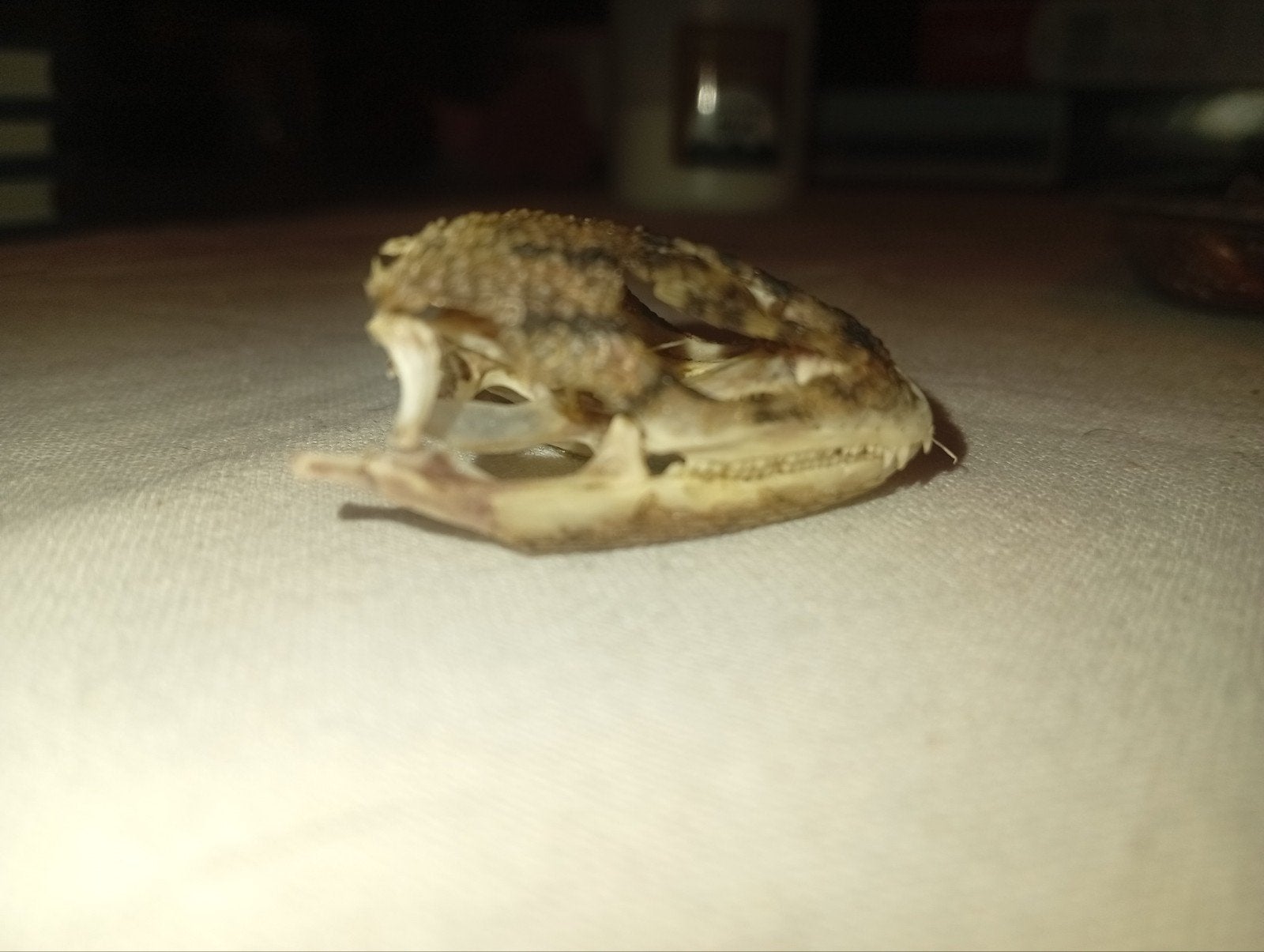 Schedel van Agama agama - Uit oude verzameling, Verzamelen, Ophalen of Verzenden, Gebruikt, Reptiel of Amfibie, Schedel