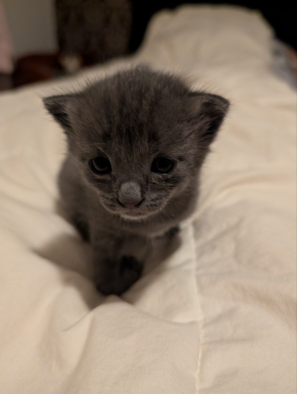 te koop mooie kittens, Dieren en Toebehoren, Katten en Kittens | Raskatten | Korthaar, Meerdere dieren, Met stamboom, 0 tot 2 jaar
