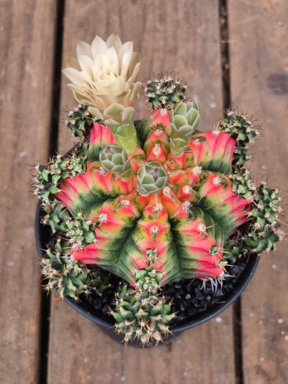 Cactus Gymnocalycium Mihanovichii Japan Multicolor p8 (5), Ophalen of Verzenden, Cactus, Volle zon, Minder dan 100 cm