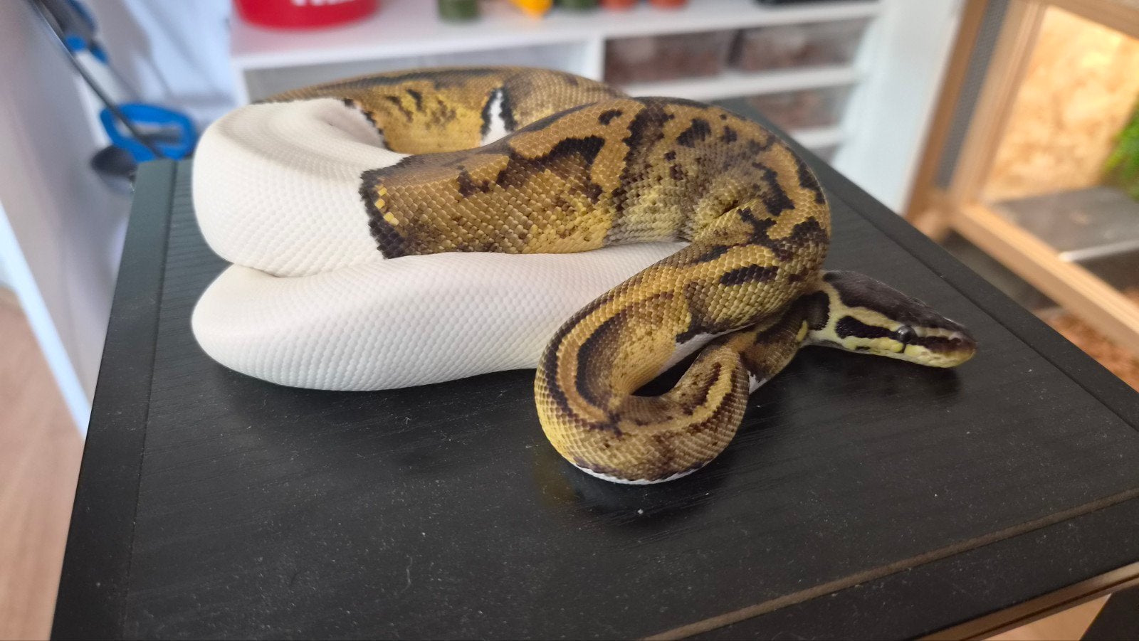0.1 Pastel piebald 2025. Ball Python - female for sale from P de Boer