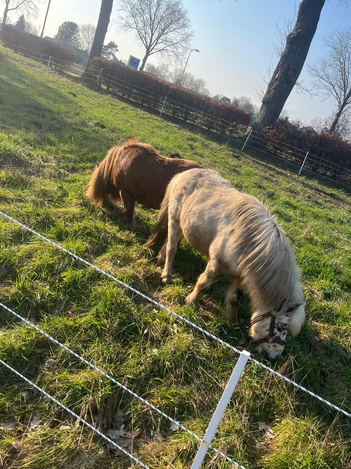 Vos merrie en Appaloosa hengst, Meerdere dieren, A pony (tot 1.17m), 11 jaar of ouder