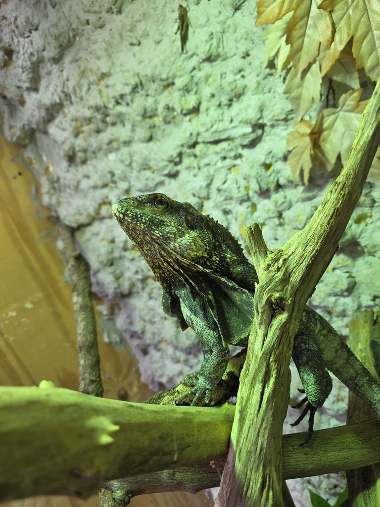 Kraaghagedis te koop!, Dieren en Toebehoren, Reptielen en Amfibieën, Hagedis, 0 tot 2 jaar