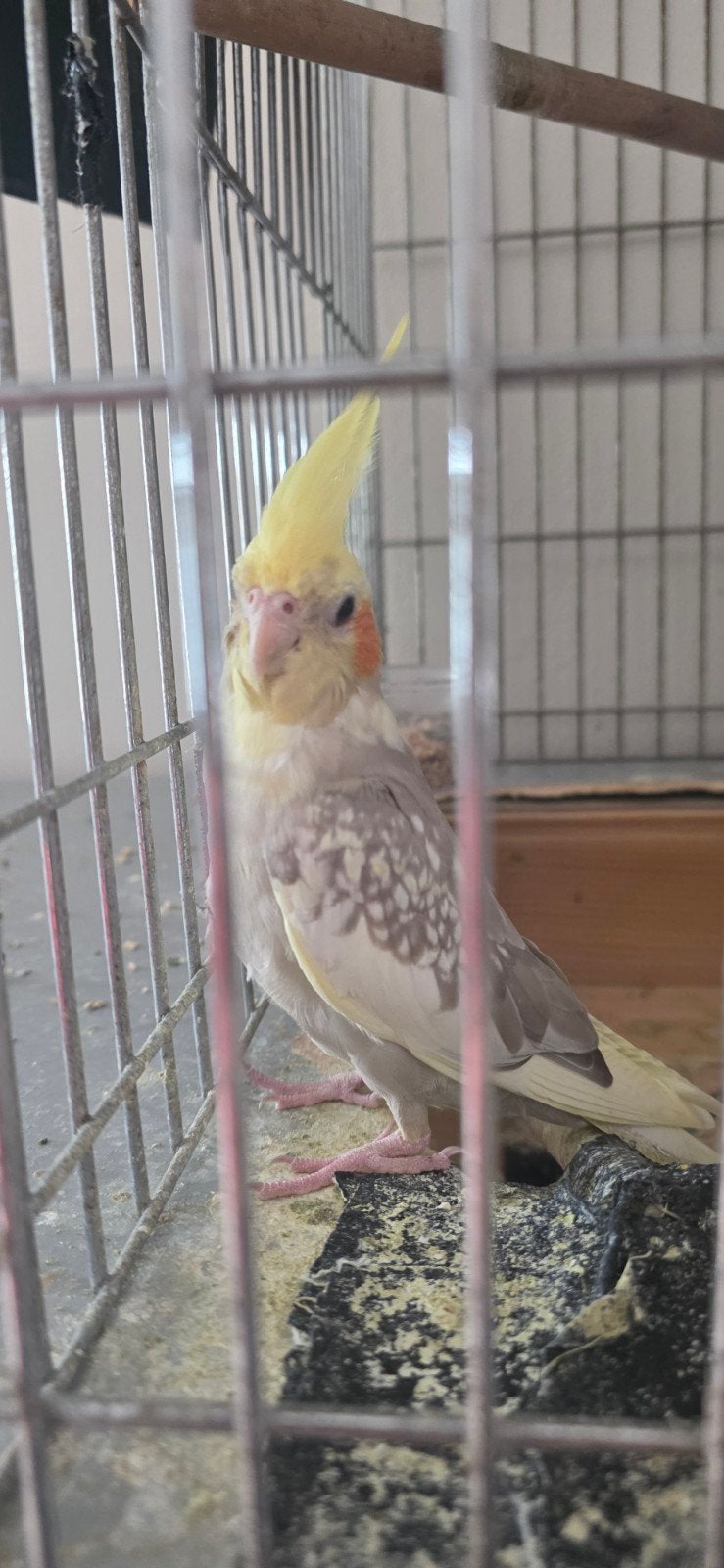 Twee mooie en gezonde valkparkieten te koop, Vrouwelijk, Parkiet