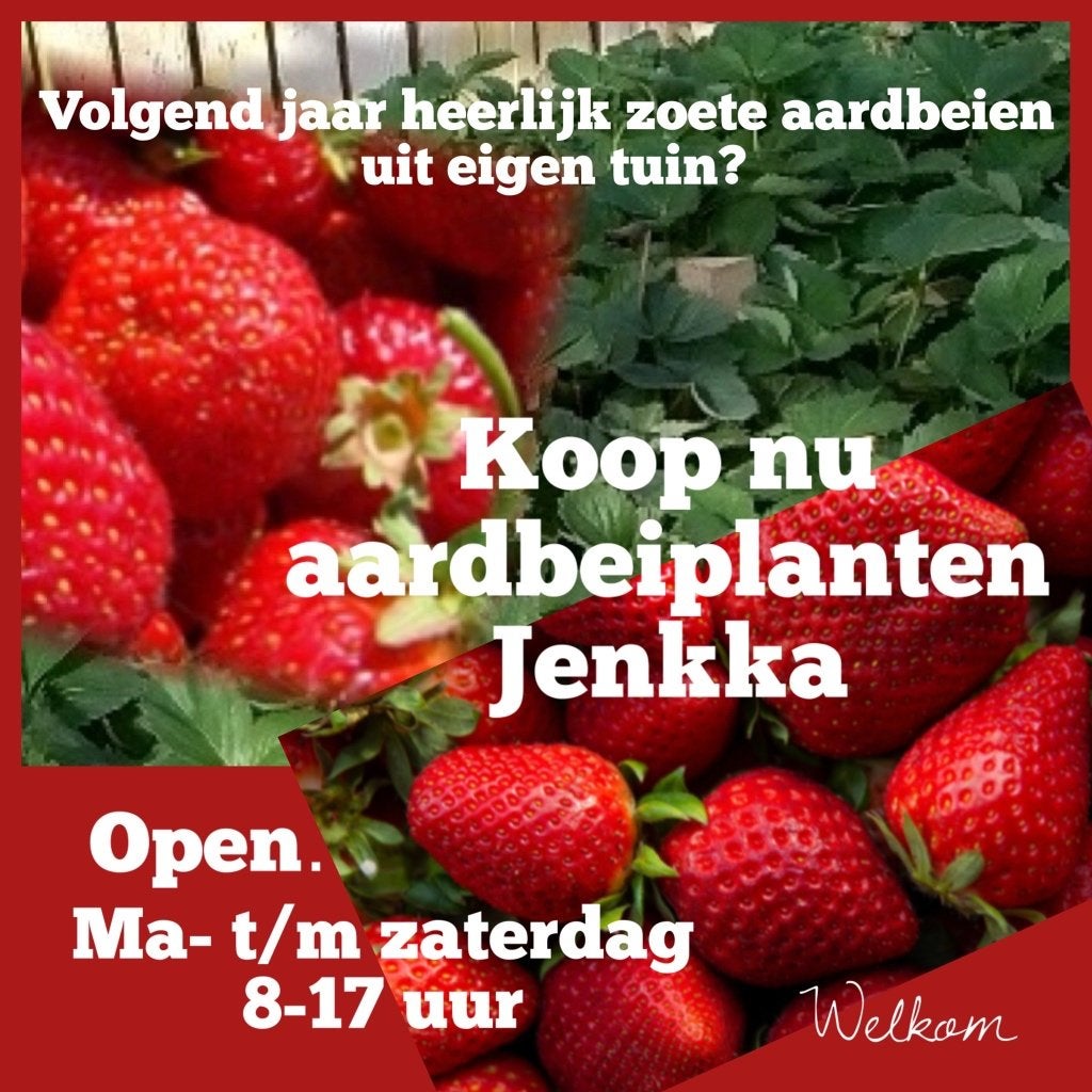 Aardbeiplanten (plug) Jennka,  aardbeien uit eigen tuin!!, Ophalen, Vaste plant, Fruitplanten, Volle zon
