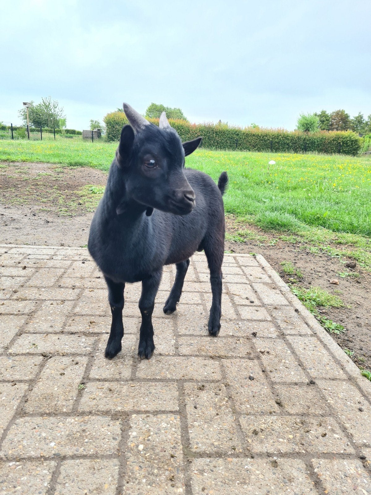 Lief dwerggeit bokje, Dieren en Toebehoren, Schapen, Geiten en Varkens, Geit, Mannelijk, 0 tot 2 jaar