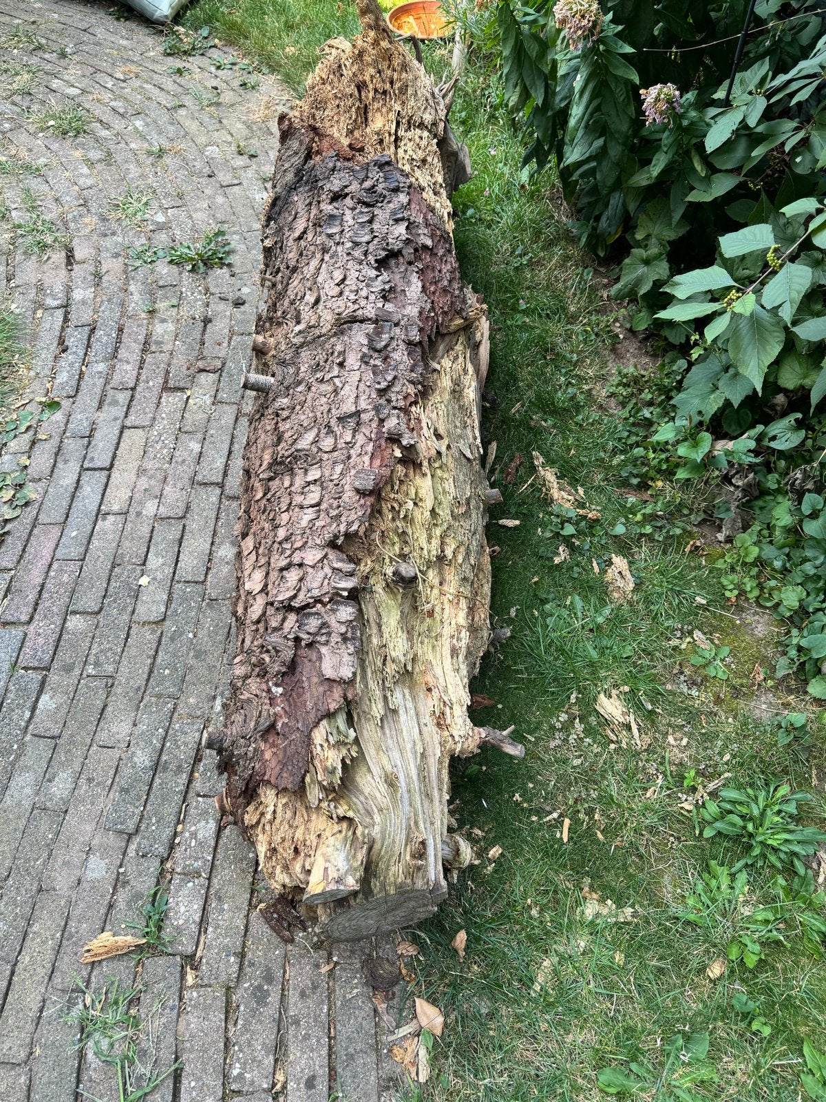 Gratis: Grote boomstam voor open haard hout, 3 tot 6 m³, Ophalen, Overige houtsoorten, Stammen
