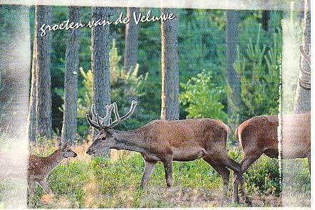 Ansichtkaart	Veluwe	Edelherten, Verzenden, 1980 tot heden, Gelopen, Gelderland