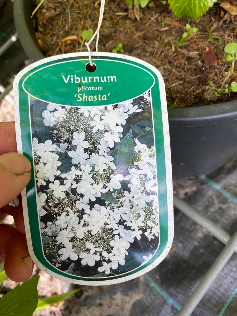 Viburnum plicatum 'Shasta' - Japanse Sneeuwbal, Volle zon, Vaste plant, Lente, Ophalen