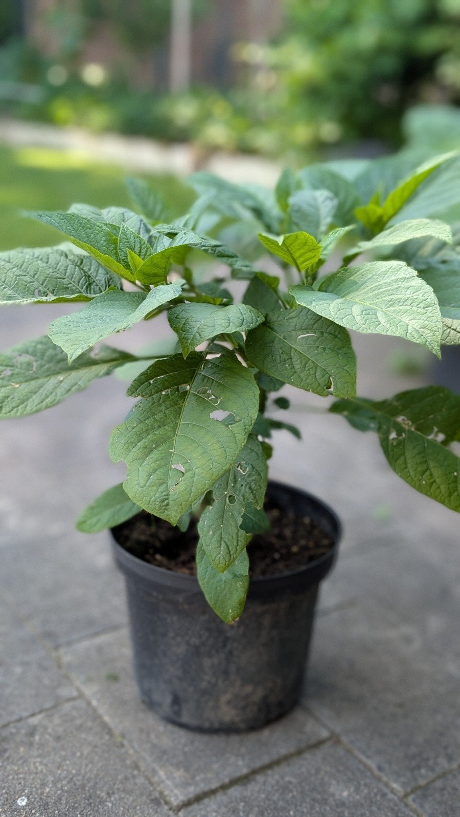 Brugmansia stekken geel, Volle zon, Vaste plant, Zomer, Ophalen