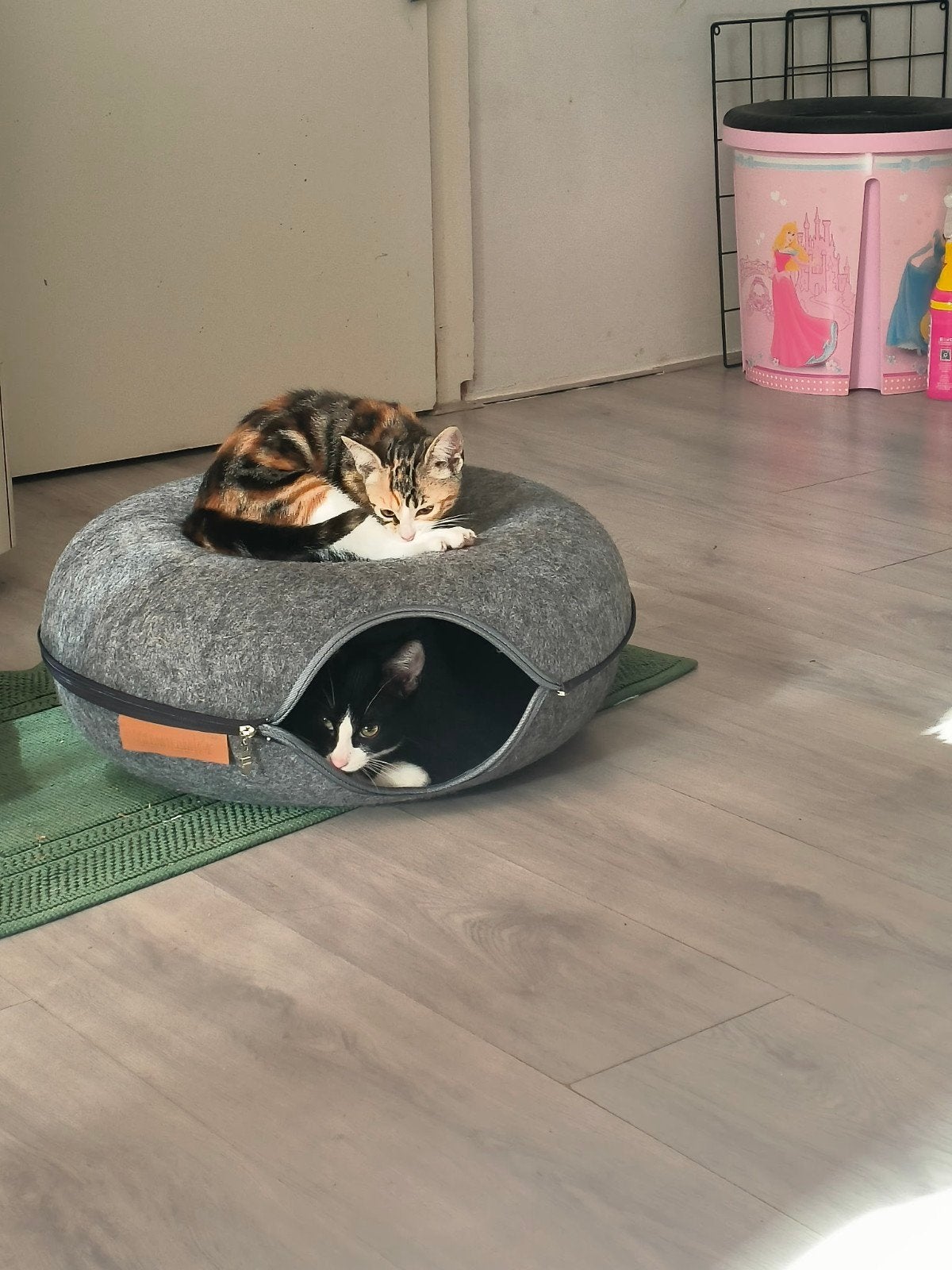 kitten zoek maatje