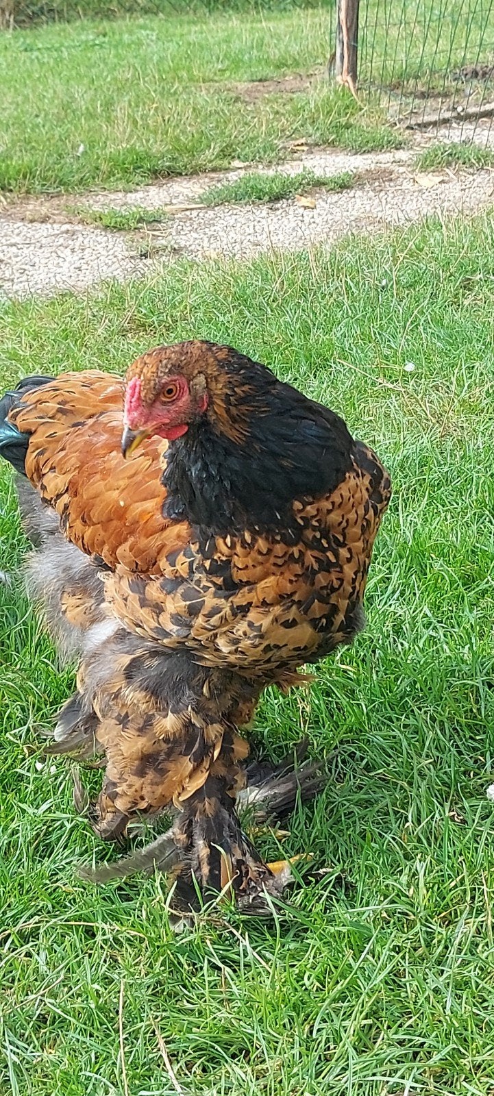 Brahma haan zwart goudpatrijs, Dieren en Toebehoren, Mannelijk, Kip