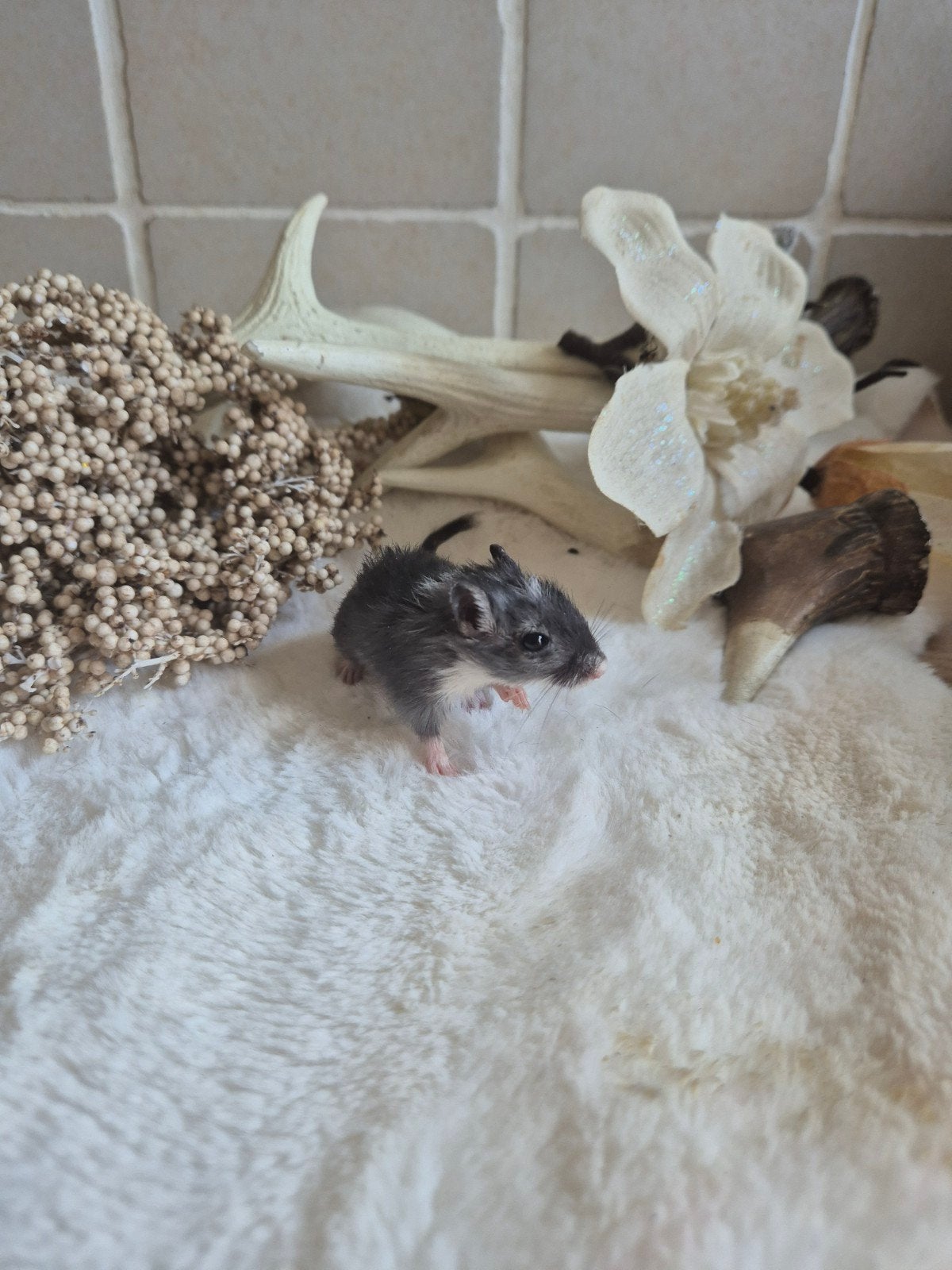 Baby gerbils 🤍🤍, Meerdere dieren, Overige soorten