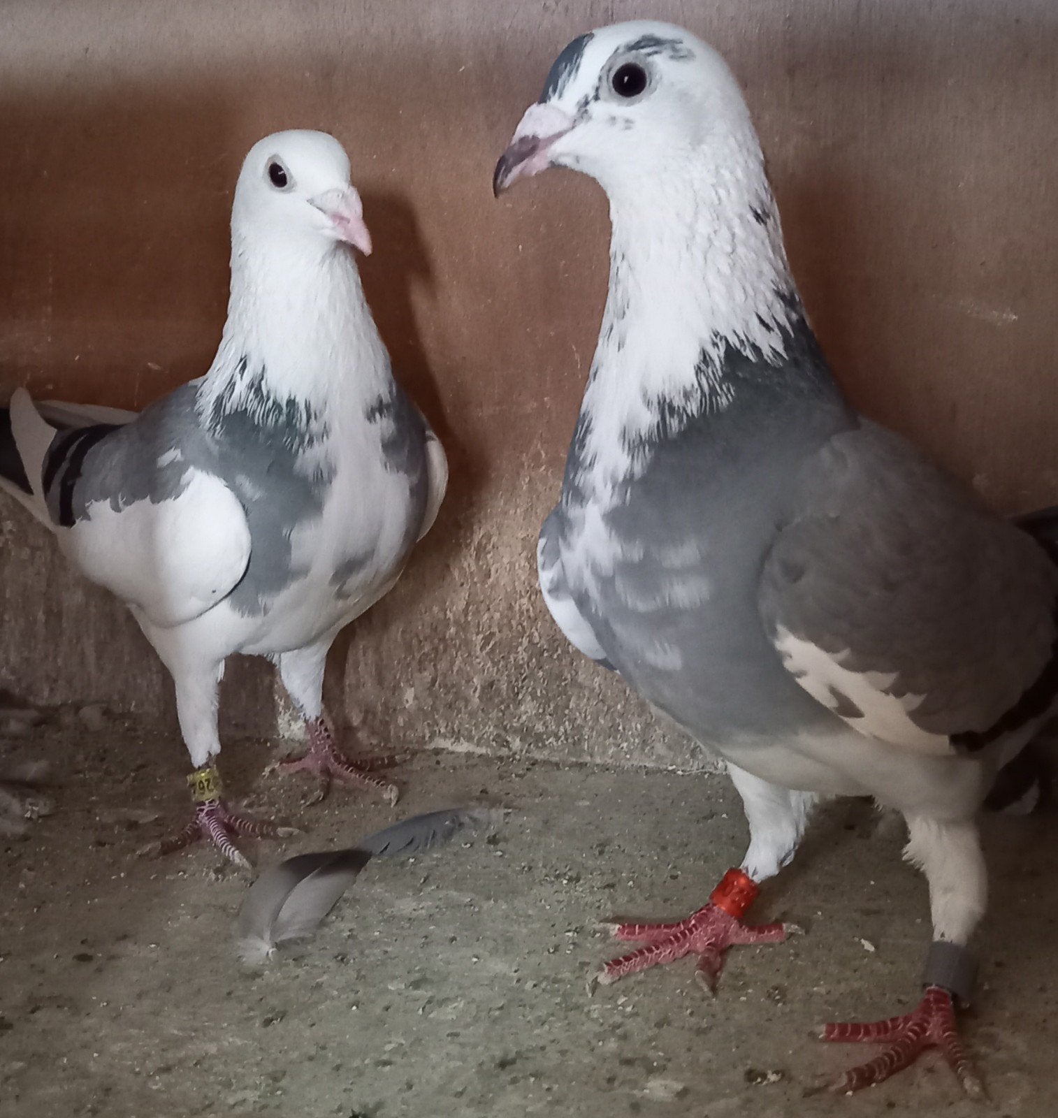 koppel bonte duiven, Dieren en Toebehoren, Vogels | Duiven, Meerdere dieren, Postduif