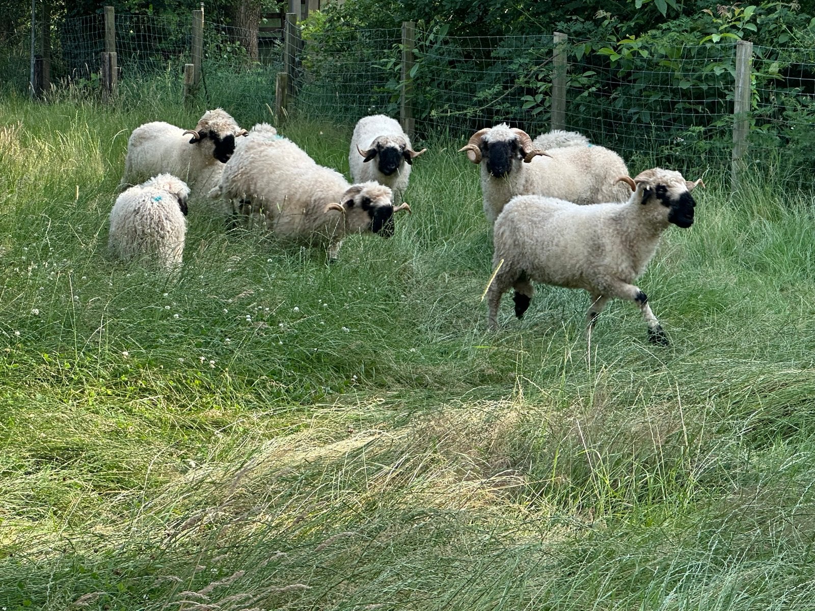 Walliser schwarznase ooi lammeren, Dieren en Toebehoren, Vrouwelijk, Schaap
