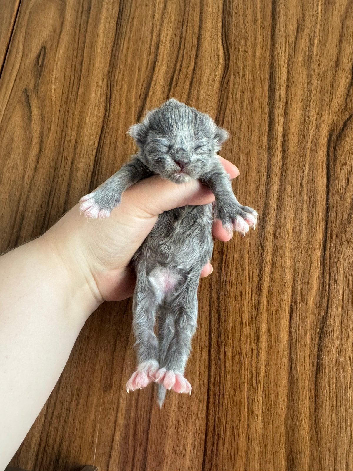 kittens ragdoll x europese korthaar, Meerdere dieren, Langharig, 0 tot 2 jaar
