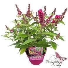 Dwerg Vlinderstruik Butterfly Candy wit, roze, paars, lila, Tuin en Terras, Ophalen, Vaste plant, Overige soorten, Volle zon
