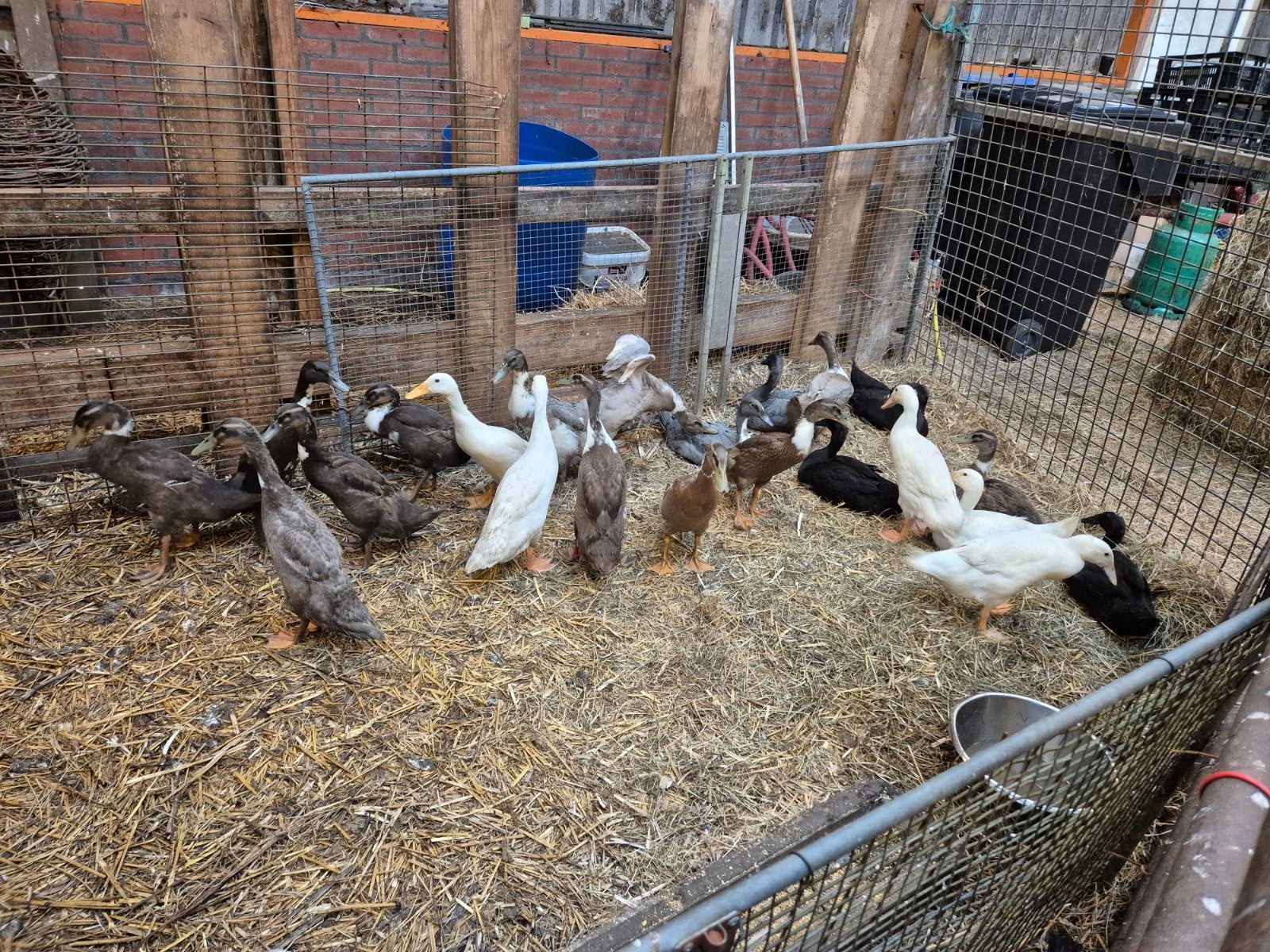 Loopeenden., Dieren en Toebehoren, Meerdere dieren, Eend