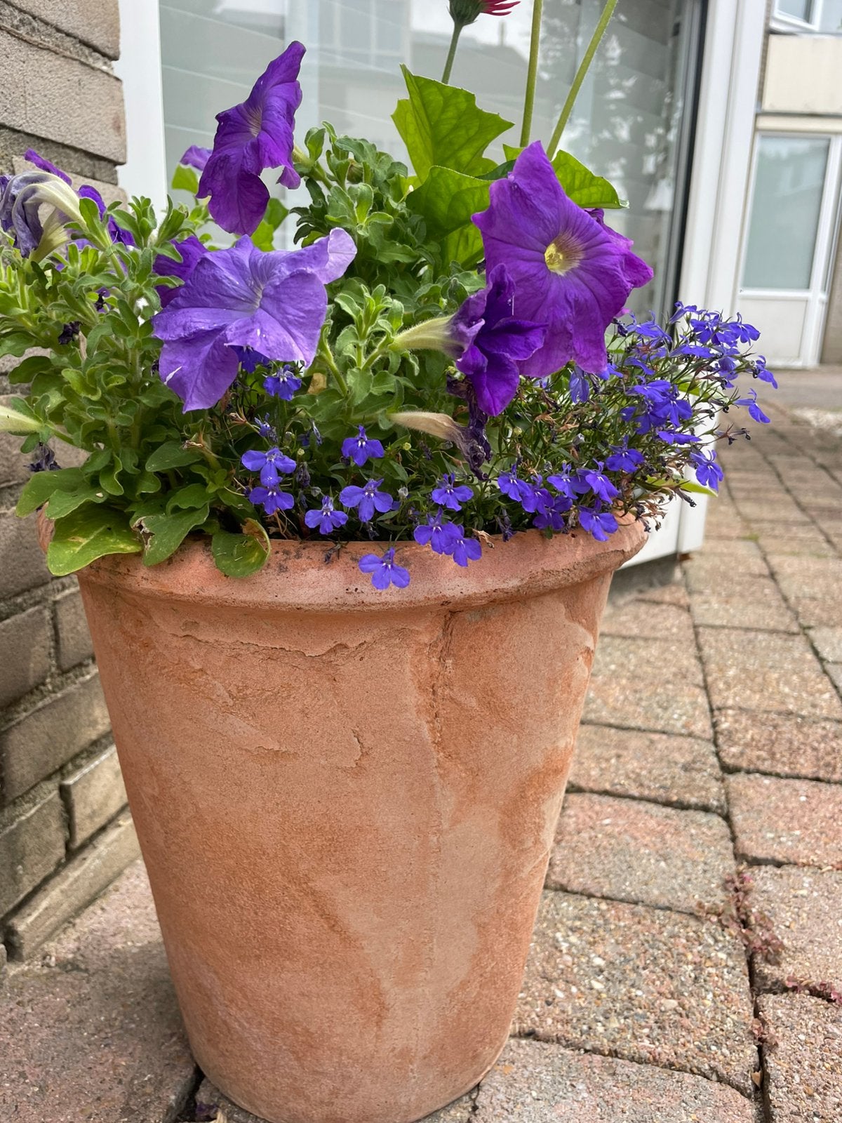 Bloempot met gerbera petunia enz, Tuin en Terras, Tuinvazen, Ophalen, Gebruikt
