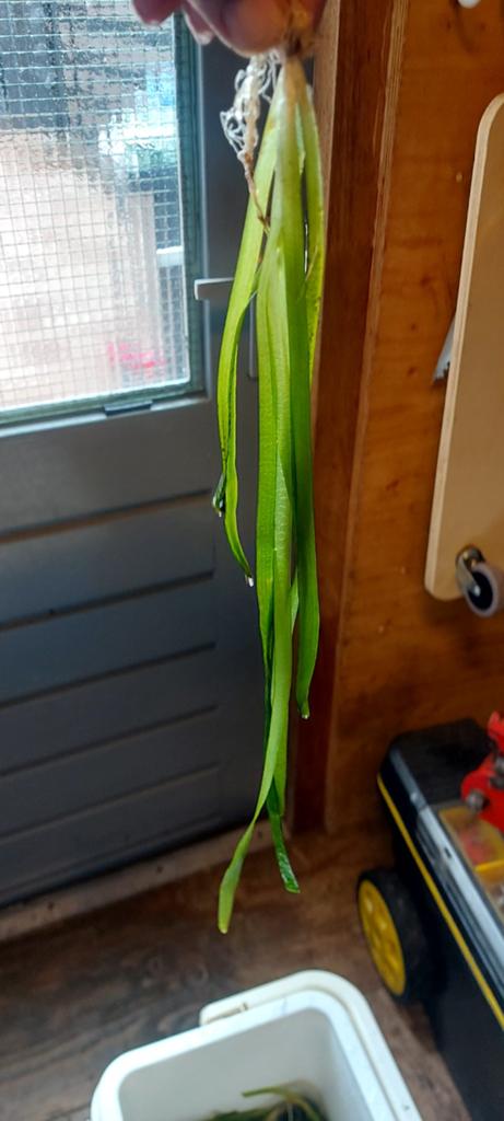 Halve koelbox valisneria gigantea