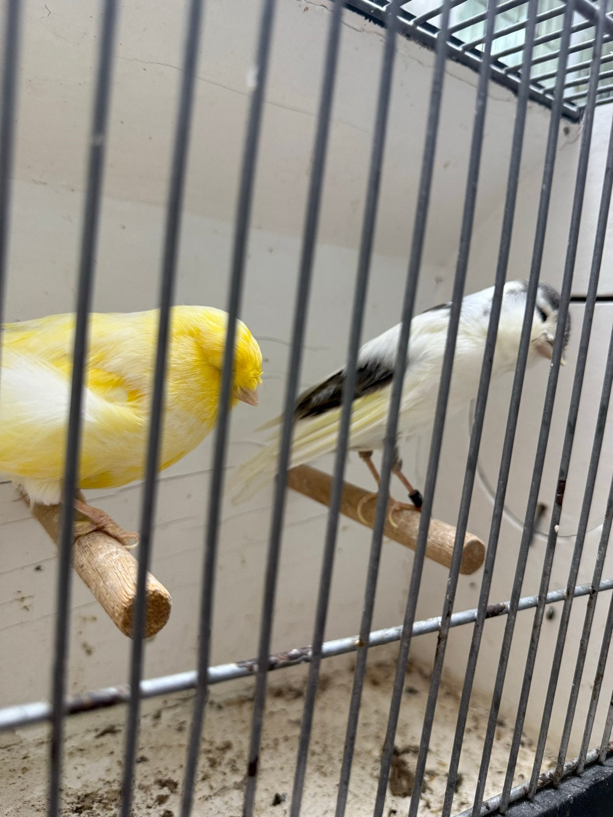 Te koop kanaries vogol, Meerdere dieren