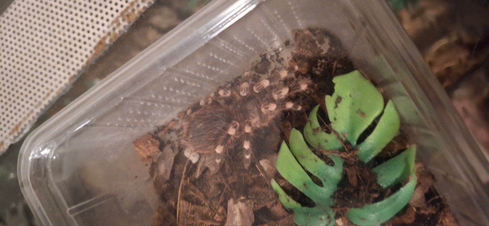 Verschillende Tarantula's te koop!, Dieren en Toebehoren, Spin of Schorpioen