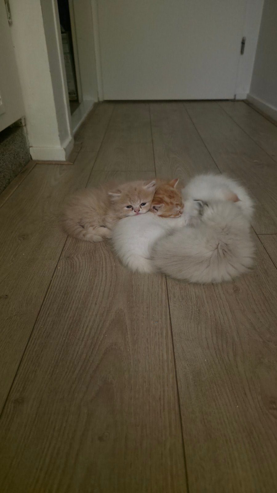 katten en kitten