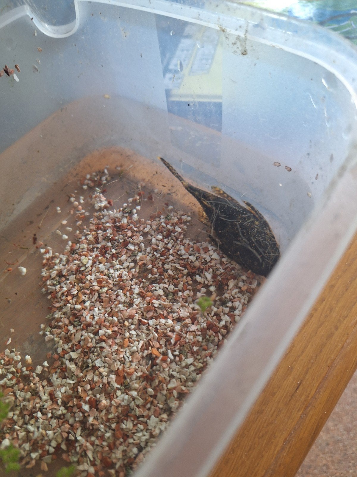 Algeneter ruim 10 cm lang, Dieren en Toebehoren, Vis, Zoetwatervis