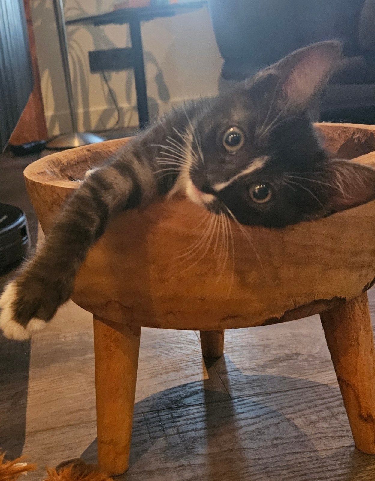Kittens jonge poesje, Meerdere dieren