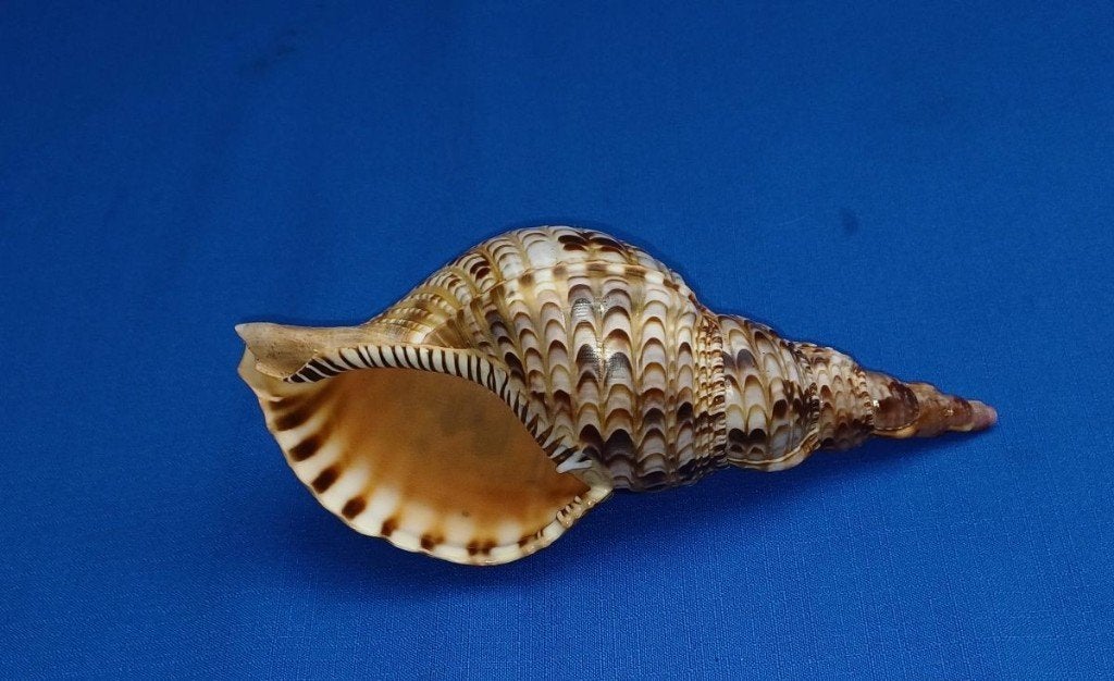 Schelpen, Charonia tritonis, Ophalen of Verzenden, Schelp(en)