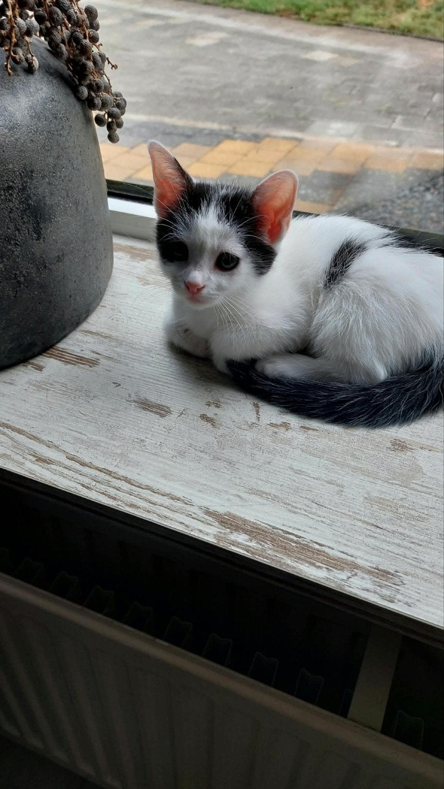 Kitten 8 weken oud, Dieren en Toebehoren, Katten en Kittens | Overige Katten, Meerdere dieren