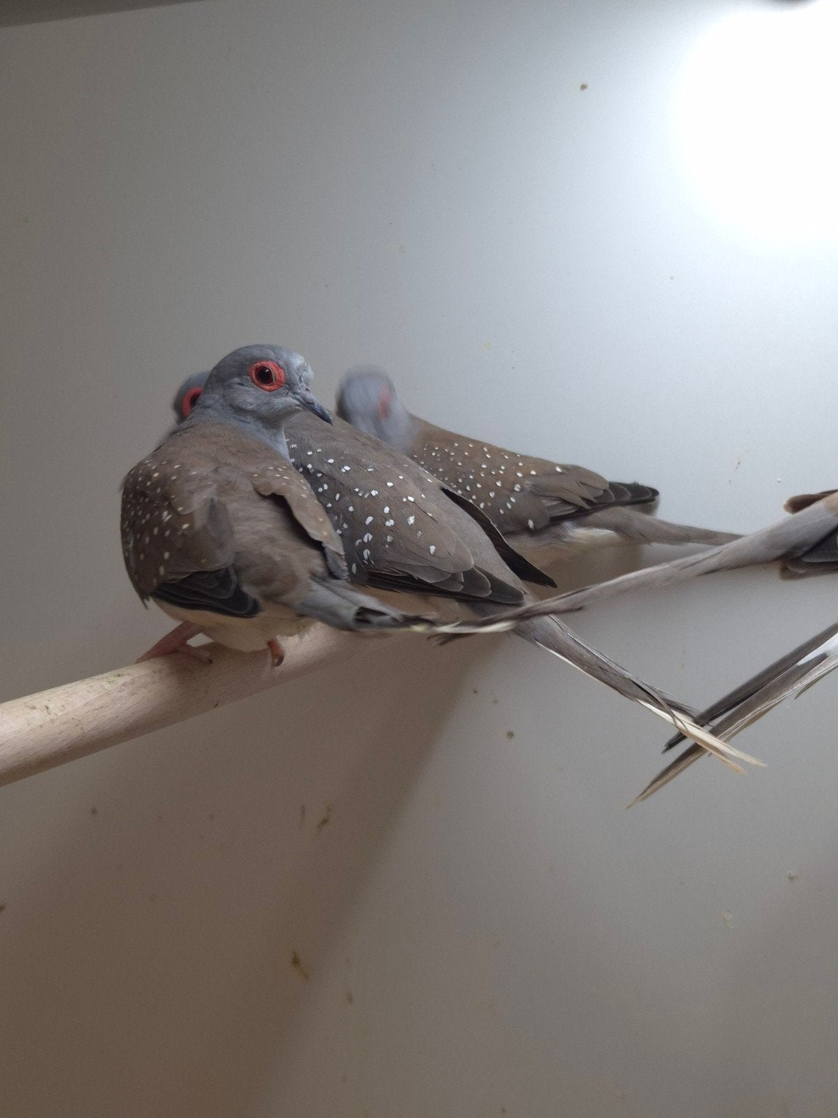 diamantduiven, Dieren en Toebehoren, Meerdere dieren, Tropenvogel, Geringd